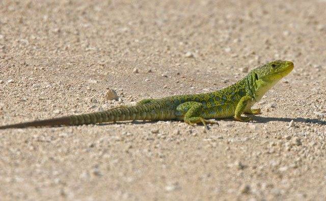 Ocellated-Lizard.jpg