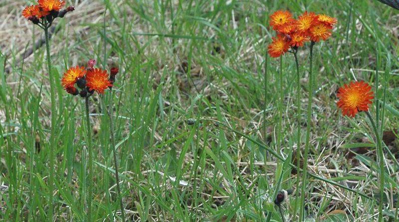 orange%20hawkweed%20devils%20paintbrush%20Hieracium%20aurantiacum%2002.jpg