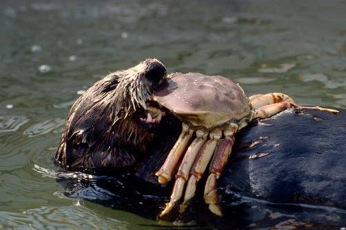 OtterNcrab.jpg