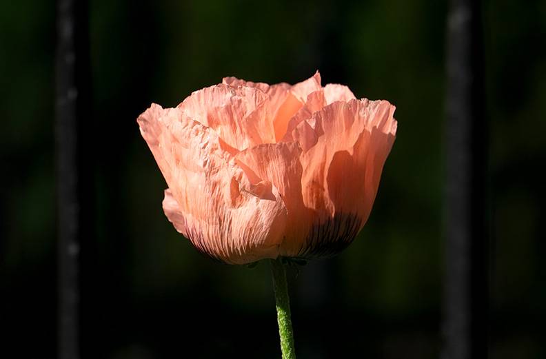 Papaver (big pink poppy).jpg