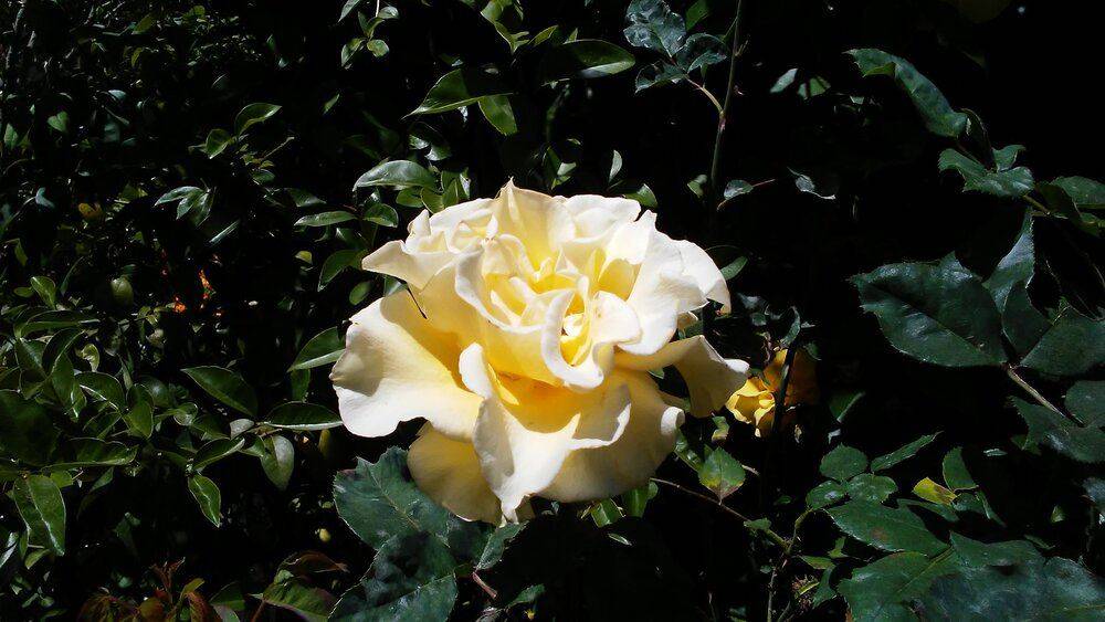 Pegi Yellow Rose.jpg