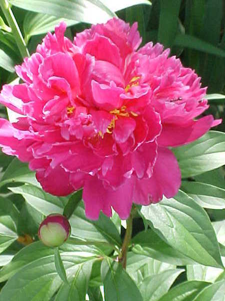 peony2.jpg