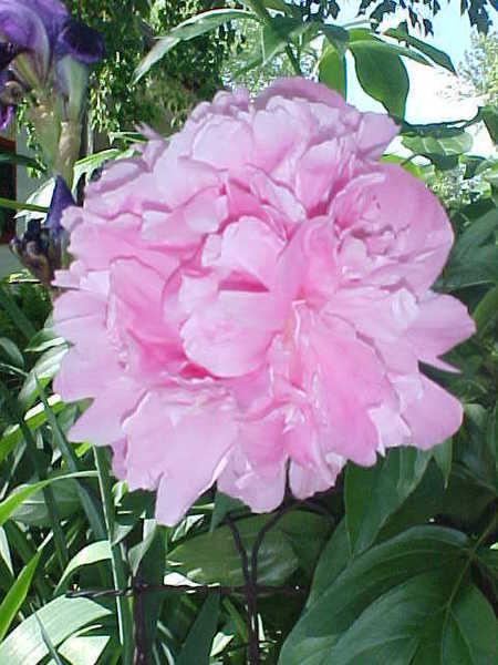 peony3.jpg