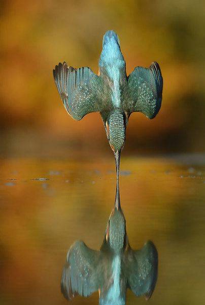 perfect-kingfisher-dive-photo-wildlife-photography-alan-mcfayden-311.jpg