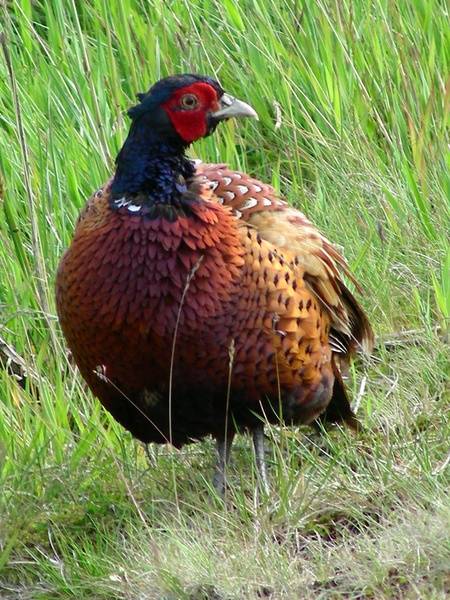 pheasant.jpg