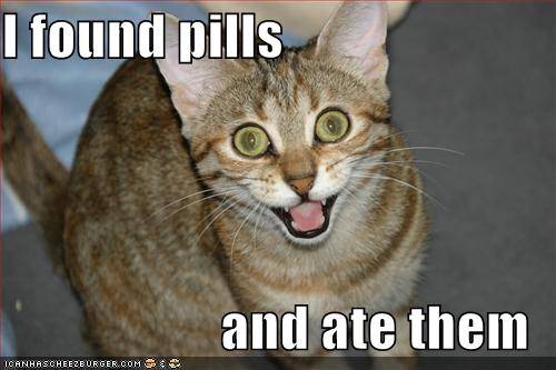 pillcat.jpg