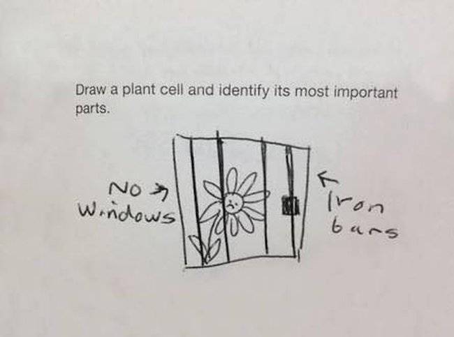 plant cell.jpg