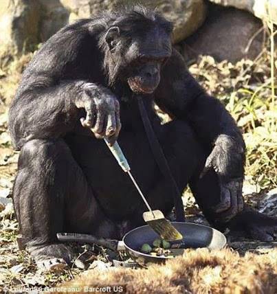 r%2Bold%2BChimpanzee%2Bnamed%2BKanzi%2Bthat%2Bknows%2Bhow%2Bto%2Bstart%2Bfires%2Band%2Bcook%2521.jpg