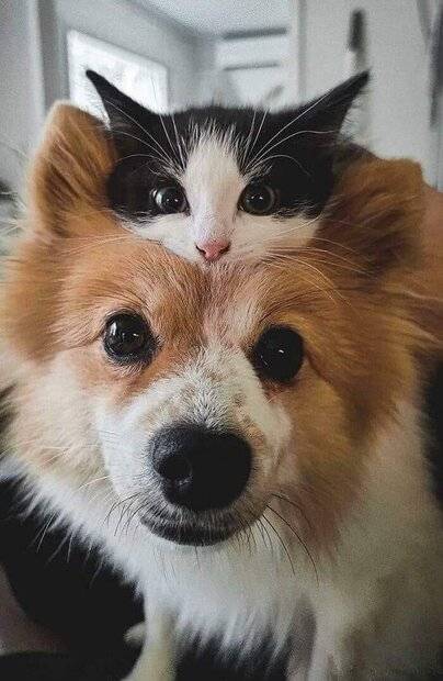 Rolig hund och katt.jpg