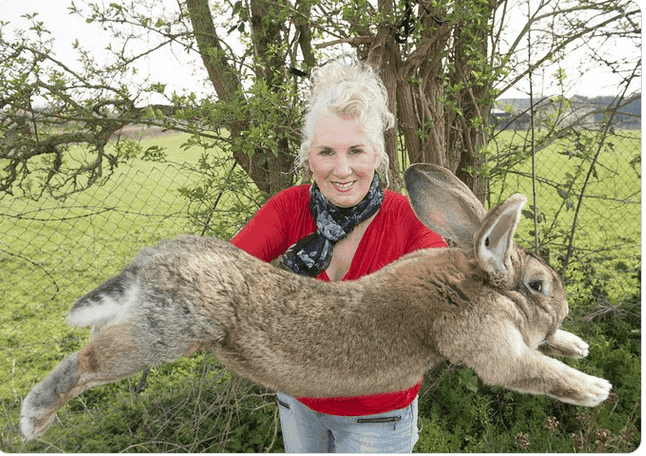 Screenshot_2021-04-14 Darius, the world’s longest rabbit, has been stolen, police say.png