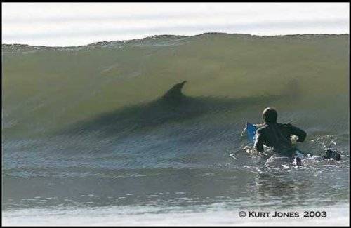 shark%20and%20surfer.JPG