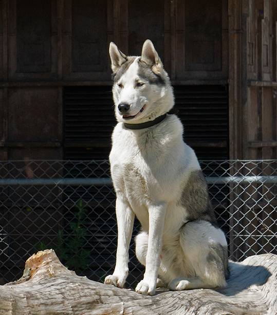 Siberian husky (3) (Sony 55-210mm).jpg