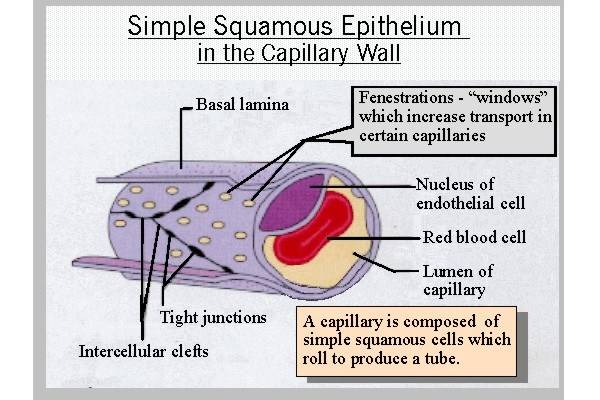 capillary epithelium