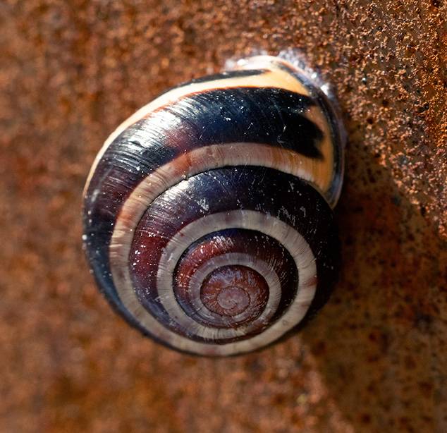 Snail (1).jpg