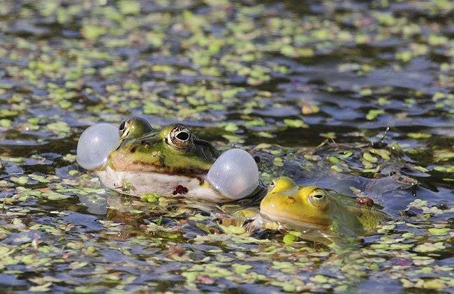 spring_frog.jpg