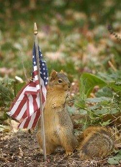 squirrelpatriot1xy7.jpg