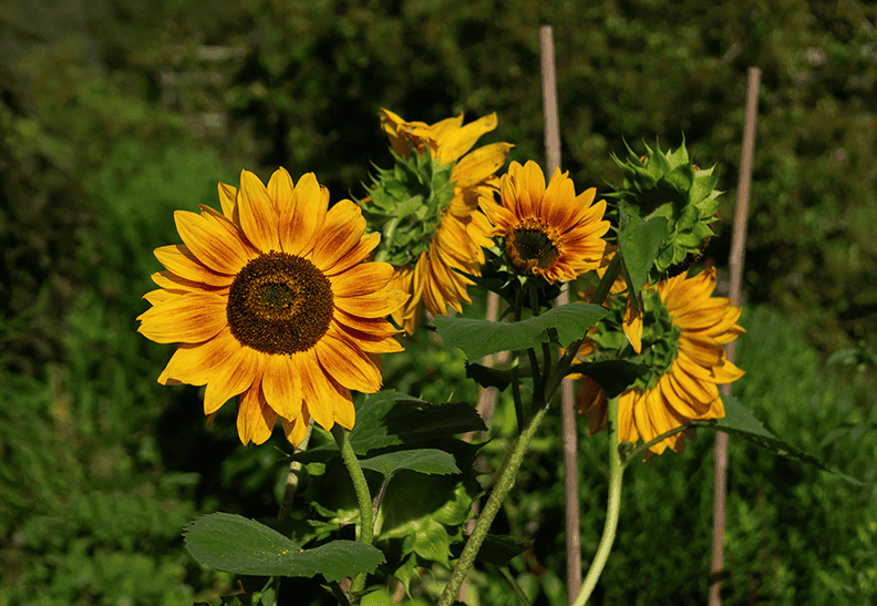 Sunflowers.png