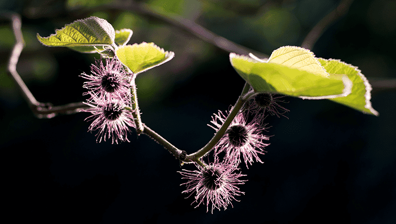 Thingies on a tree.png