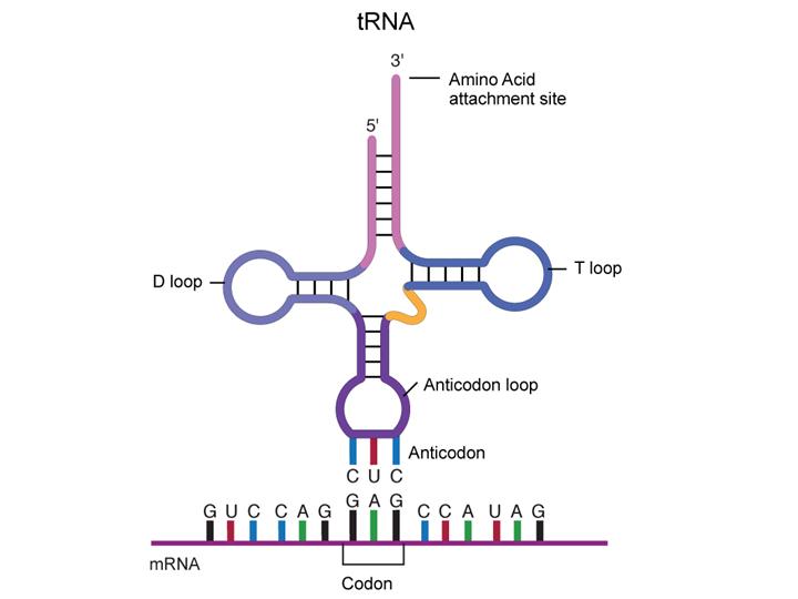 transfer_rna.jpg