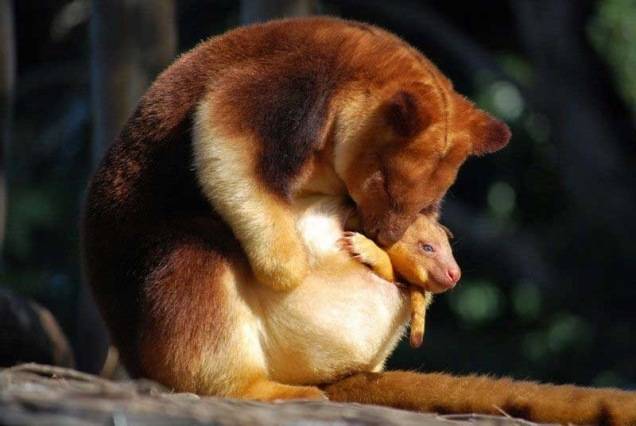 tree-kangaroo-mama-and-her-baby.jpg
