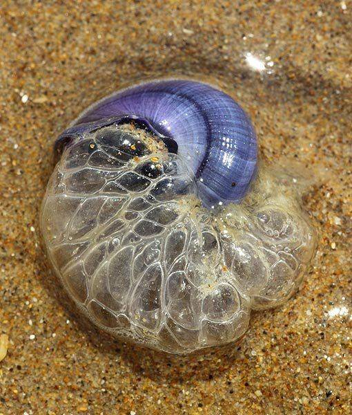 violet-sea-snail-whatchamacallits-510x600.jpg