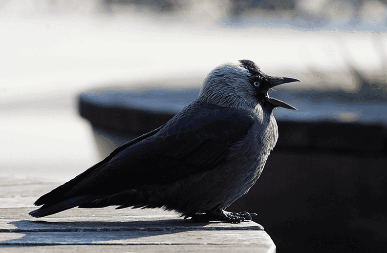 Western jackdaw.png