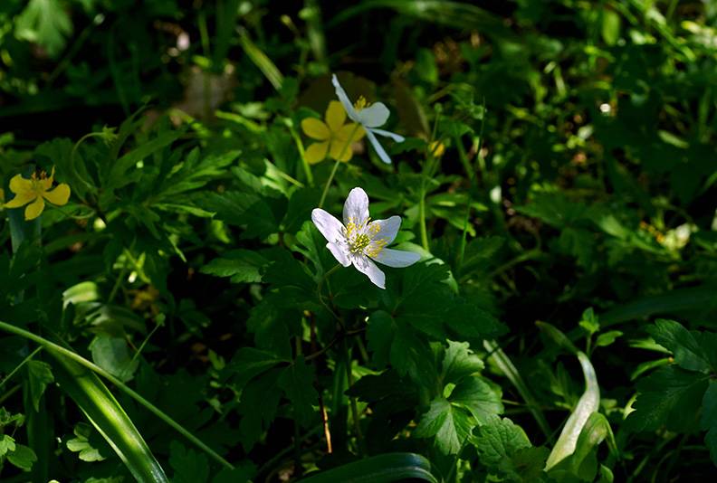 White anemone (1).jpg