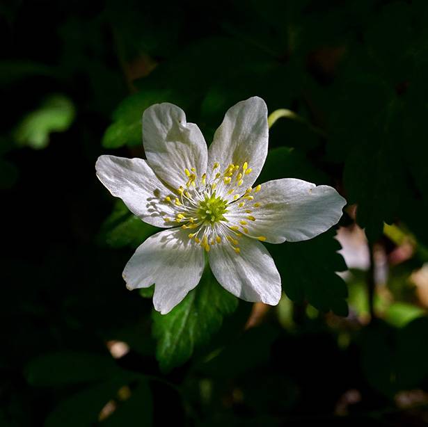 White anemone (3).jpg