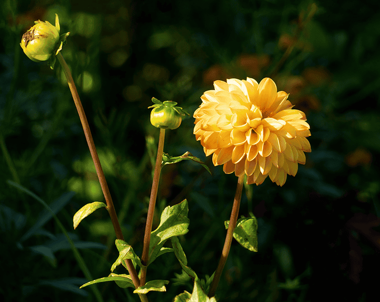 Yellow Dahlia.png