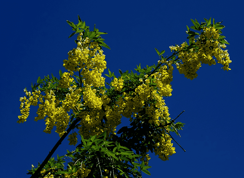 Yellow flowers on tree.png