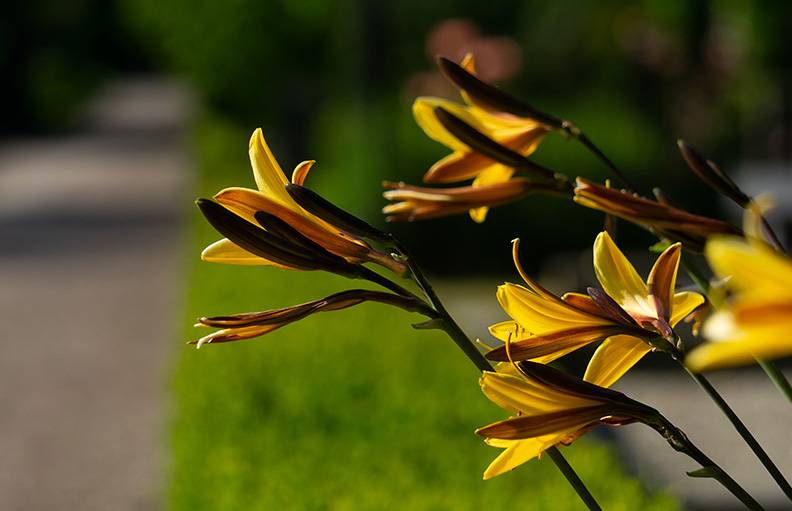 Yellow lilies.jpg