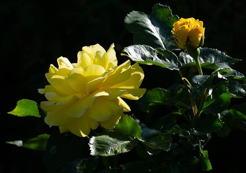 Yellow rose.jpg