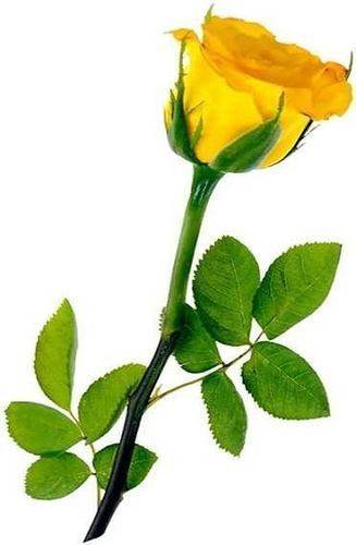 yellow-rose-with-leaves-picture.jpg