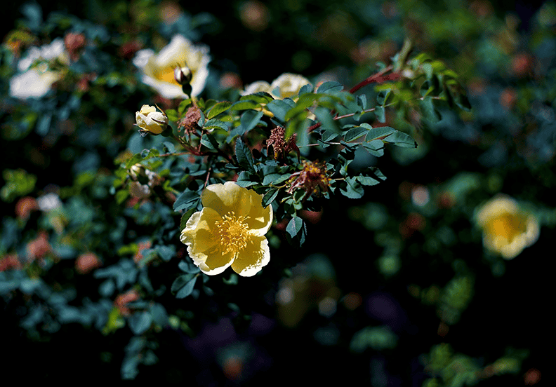 Yellow roses.png