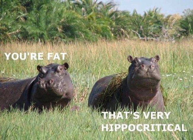 you're fat - hippocritical.jpg