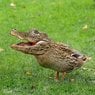 WideMouthWoodDuck.jpg