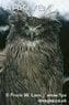 Close-up-of-a-Blakiston's-fish-owl.jpg