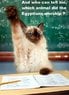 Funny-cat-Pick-me-Pick-me-resizecrop--.jpg