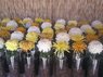 102608YellowCrysanthemums.jpg