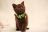 gccf-registered-chocolate-british-shorthair-kitten-5689929c09c1c.jpg