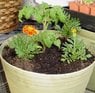 garden newbie mistake.jpg