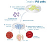 ips-cells.jpg