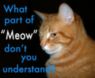 908ecfccbc15d25dc245c1bd8347441e--bow-wow-cat-memes.jpg