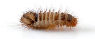 220px-Anthrenus_verbasci_-_larva_side_%28aka%29.jpg