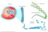 Cell_chromosomes_and_DNA_FINAL_v2.jpg