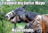 horse named Mayo.jpg