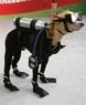 navy-seal-dog.jpg