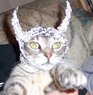 cat tin_foil.jpg