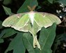 Luna_moth.jpg