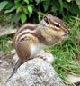 Siberian Chipmunk.jpg